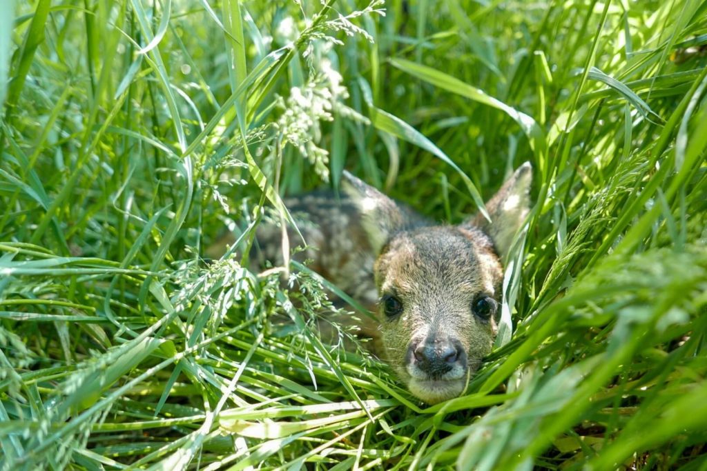 save life together fawn rescue skyzr deindrohnenpilot